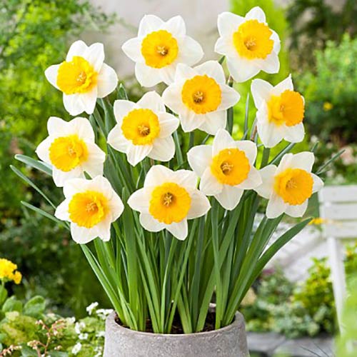 Нарцисс крупнокорончатый Биг Ган артикул фото 1 Нарцисс крупнокорончатый Биг Ган рисунок 1 артикул 67641