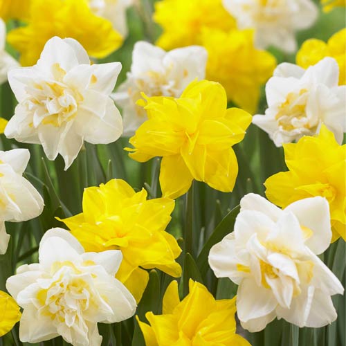 Нарцис махровий Брайт Сан, микс зображення 1 артикул 68018