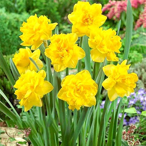 Нарцисс махровый Дабл Голд Медал рисунок 1 артикул 67646