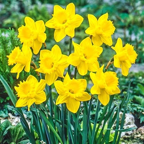 Нарцис великоквітковий Dutch Master зображення 1 артикул 67647