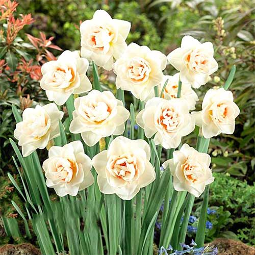 Нарцисс махровый Флауэр Парад рисунок 1 артикул 67667