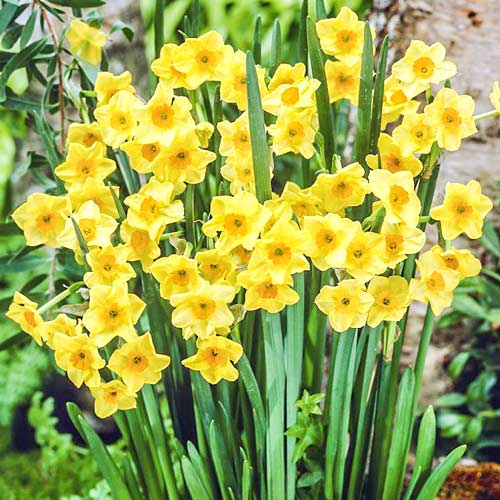 Нарцис міні Голден Доун зображення 1 артикул 67644