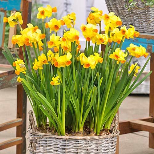 Нарцисс мини Гранд Солейль д'Ор рисунок 1 артикул 67645