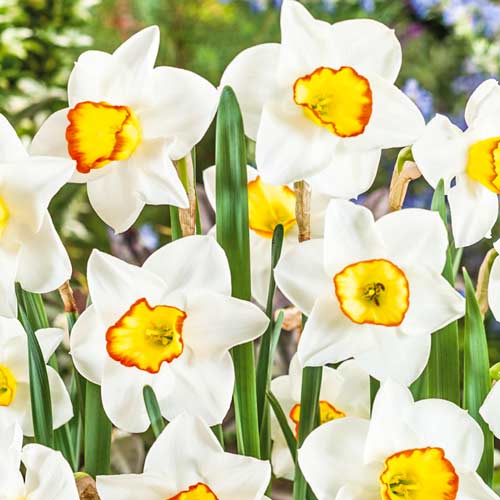 Нарцис дрібнокорончастий Гуз Грін артикул фото 1 Нарцис дрібнокорончастий Гуз Грін зображення 1 артикул 68063