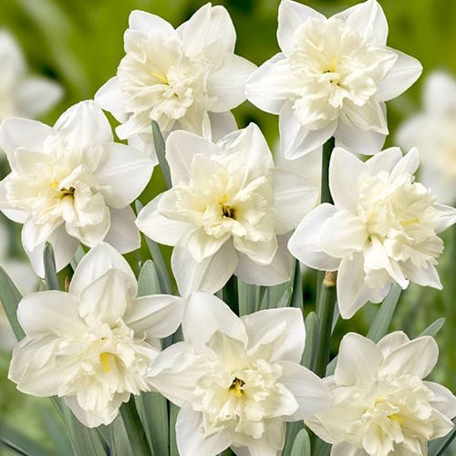 Нарцис спліт-корона зображення 1 артикул 67648