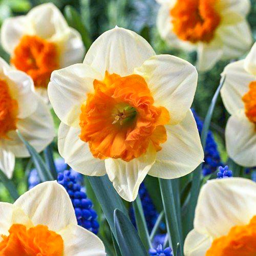 Нарцисс крупнокорончатый Балли артикул фото 1 Нарцисс крупнокорончатый Балли рисунок 1 артикул 68019