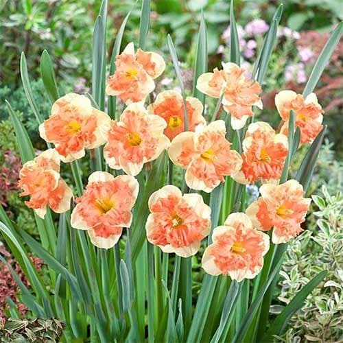 Нарцисс сплит-корона Ванилла Пич рисунок 1 артикул 67437