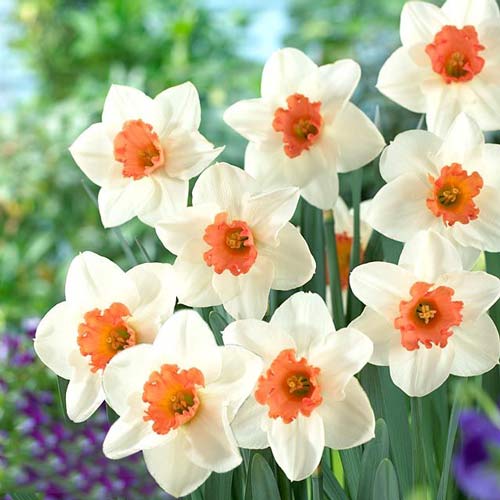 Нарцис великокорончастий Flame зображення 1 артикул 67650