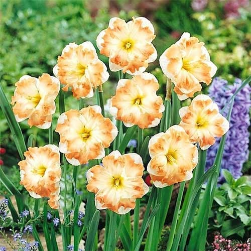 Нарцис спліт-корона Cum Laude зображення 1 артикул 68098