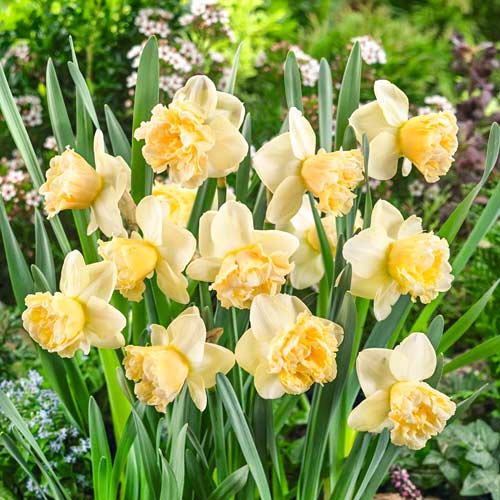 Нарцисс крупноцветковый Арт Дизайн артикул фото 1 Нарцисс крупноцветковый Арт Дизайн рисунок 1 артикул 67410