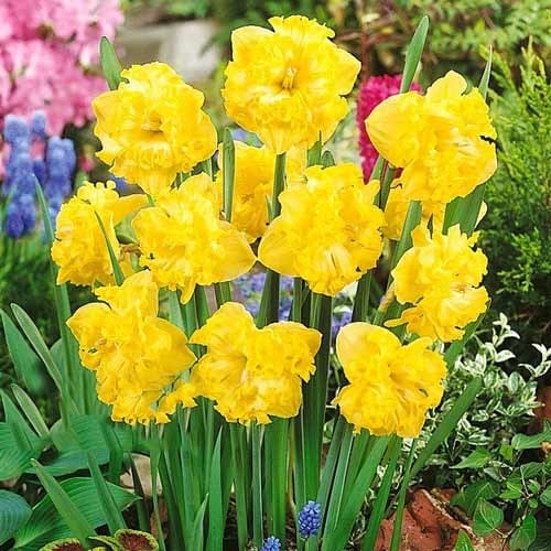 Нарцисс сплит-корона Флайер рисунок 1 артикул 67433