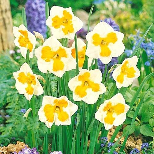 Нарцис спліт-корона Tricollet зображення 1 артикул 67436