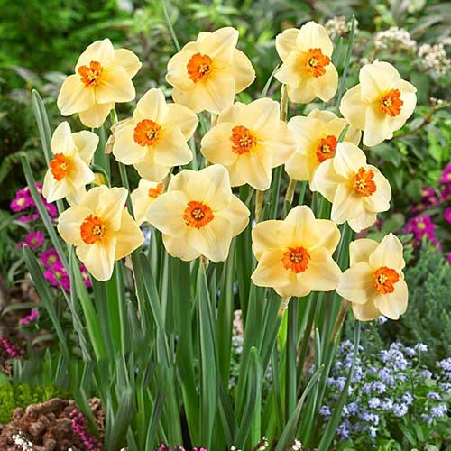 Нарцис малокорончастий Альтруїст артикул фото 1 Нарцис малокорончастий Альтруїст зображення 1 артикул 67428