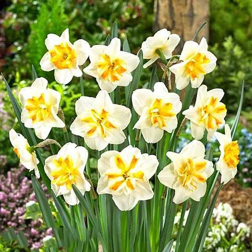 Нарцисс мелкокорончатый Сорбет рисунок 1 артикул 67430