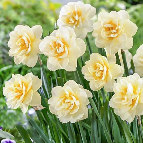 Нарцис махровий Manly зображення 1 артикул 68070
