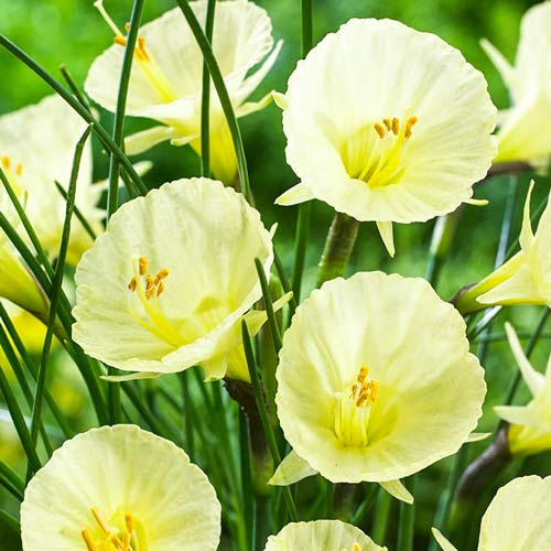 Нарцис міні Джулія Джейн зображення 1 артикул 67420