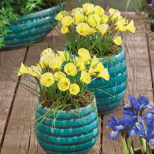 Нарцис міні Джулія Джейн зображення 2 артикул 67420