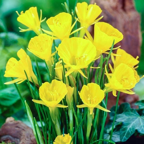 Нарцис міні Golden Bells зображення 1 артикул 68069