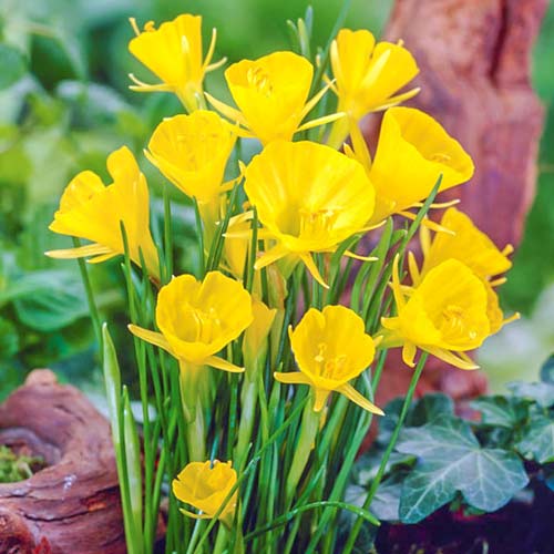 Нарцисс мини Голден Беллз рисунок 1 артикул 67419