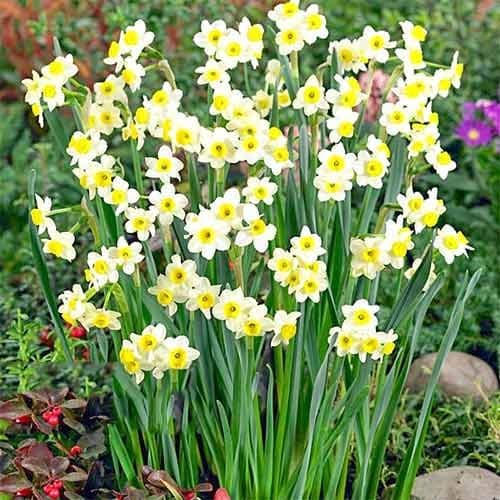 Нарцис міні Minnow зображення 1 артикул 67652