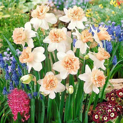 Нарцисс махровый Петит Фоу рисунок 1 артикул 67655