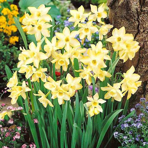 Нарцисс мини Пипит рисунок 1 артикул 67656