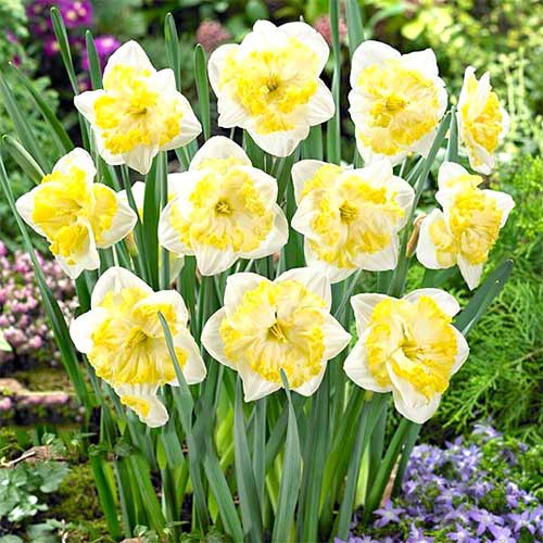 Нарцисс сплит-корона Принтал артикул фото 1 Нарцисс сплит-корона Принтал рисунок 1 артикул 67657