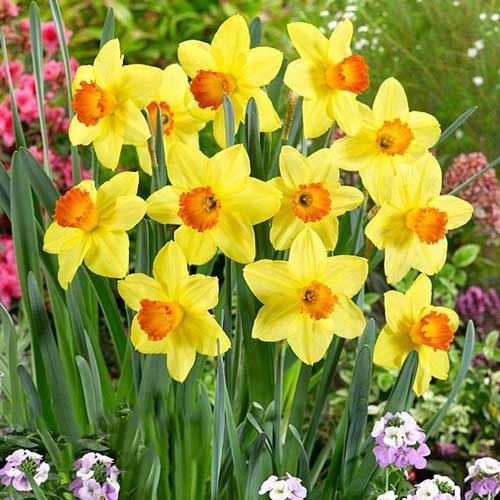 Нарцис великоквітковий Red Devon зображення 1 артикул 67659