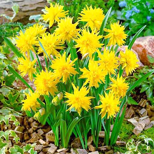 Нарцисс мини Рип ван Винкл рисунок 1 артикул 67660