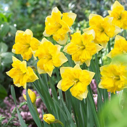 Нарцисс сплит-корона Шантерель рисунок 1 артикул 67668