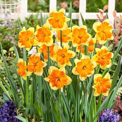 Нарцисс сплит-корона Мондрагон рисунок 1 артикул 68021