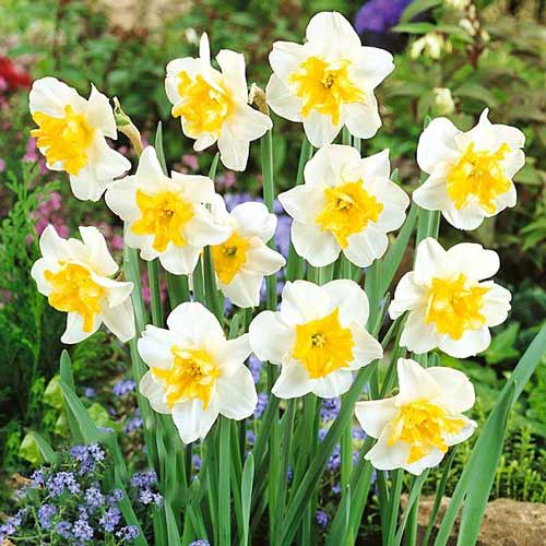 Нарцисс сплит-корона Сансет Серенад рисунок 1 артикул 68072