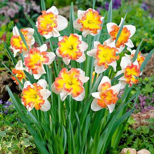 Нарцис спліт-корона зображення 1 артикул 68022