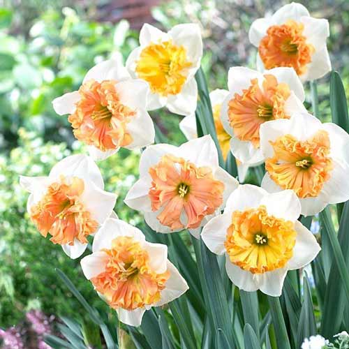 Нарцисс сплит-корона Тиритомба рисунок 1 артикул 68099