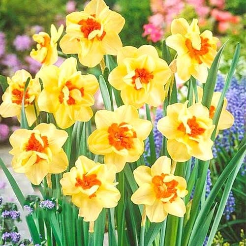 Нарцисс махровый Дабл Фэшн рисунок 1 артикул 67413