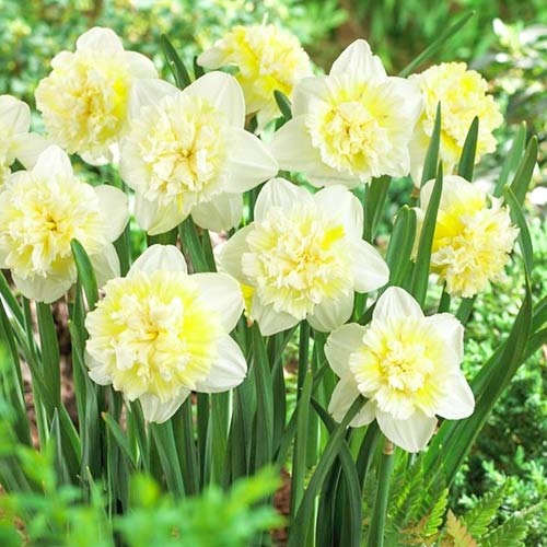 Нарцис махровий Ice King зображення 1 артикул 67415