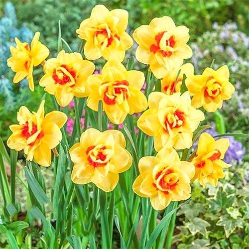 Нарцисс Инноватор рисунок 1 артикул 67416