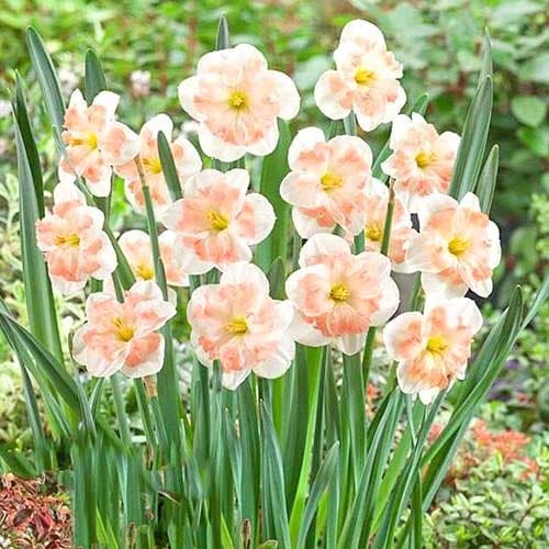 Нарцис спліт-корона Pink Wonder зображення 1 артикул 67434