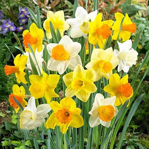 Нарциси трубчасті, мікс зображення 1 артикул 67665