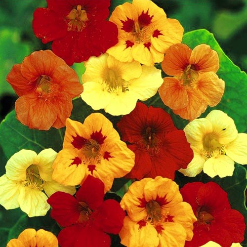 Настурція Б'юті, суміш забарвлень артикул фото 1 Настурція Б'юті, суміш забарвлень зображення 1 артикул 9835