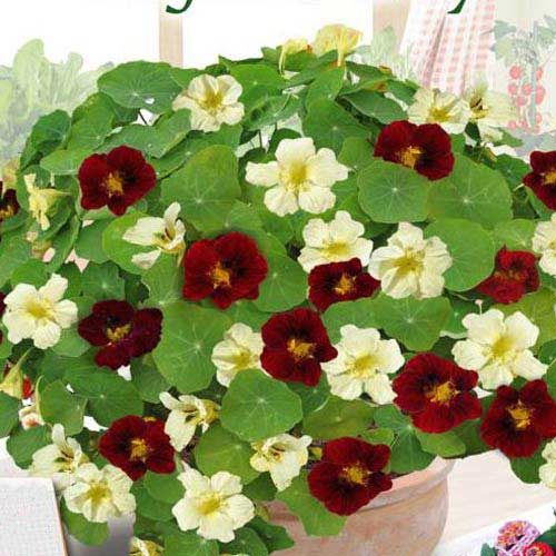 Настурция Найт энд Дэй, семена артикул фото 1 Настурция Найт энд Дэй, семена рисунок 1 артикул 65450