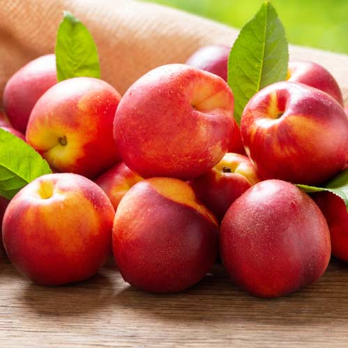 Нектарин Фантазия рисунок 1 артикул 4215