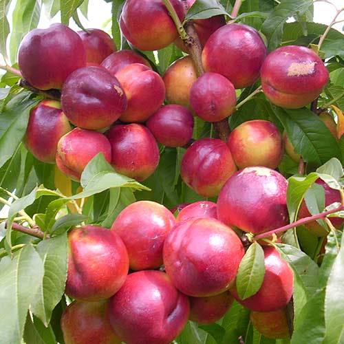 Нектарин Флейвор Топ, саджанці зображення 1 артикул 4216