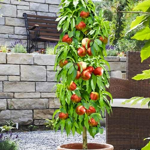 Нектарин колоновидный Мистер Перси рисунок 1 артикул 1961