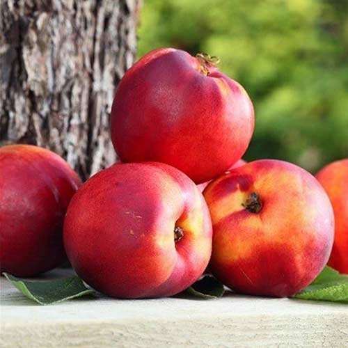 Нектарин Кримсон Голд рисунок 1 артикул 4217