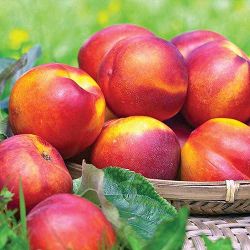 Нектарин Леди Эрика рисунок 1 артикул 4209