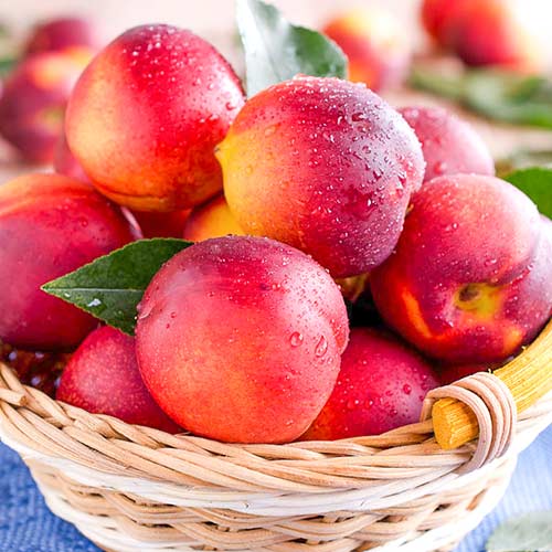 Саженцы нектаринов Лола рисунок 1 артикул 4218