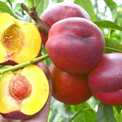 Нектарин Ред Даймонд, саджанці зображення 1 артикул 7429