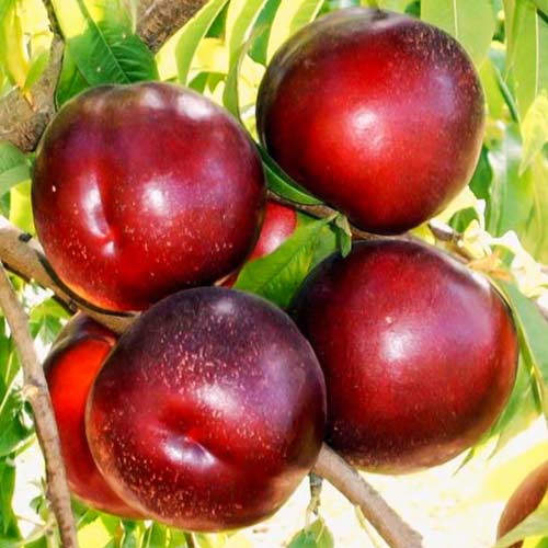 Нектарин Ред Даймонд, саджанці зображення 2 артикул 7429