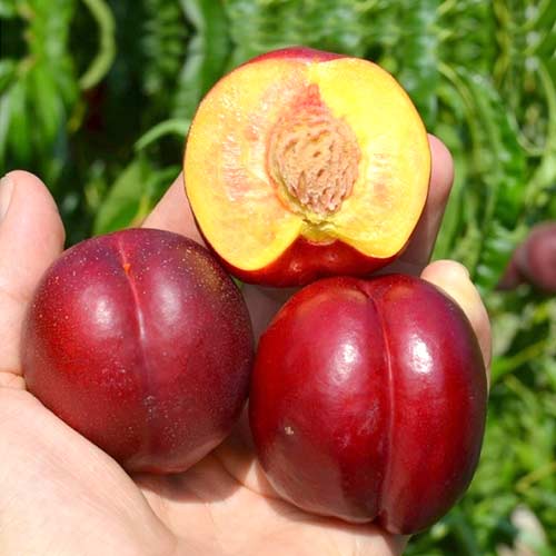 Нектарин Скіф зображення 1 артикул 4219